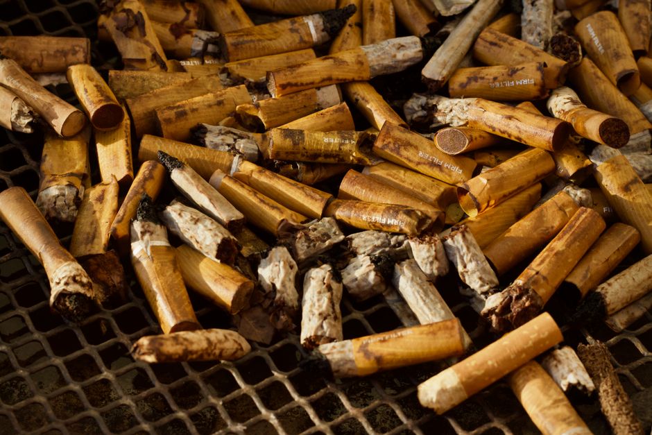 A close-up view of a collection of burnt cigarette butts and ash fragments scattered on a black plastic mesh surface. The cigarette filters show various shades of brown, yellow, and white, with some filters charred or partially burnt, revealing burnt paper and ash within. The filters are irregularly shaped, some bent or crushed, and are densely packed, covering most of the frame. The ash fragments are mixed among the butts, appearing as powdery, light gray or white remnants with blackened edges. The background consists of the black plastic grid, providing a contrasting surface that highlights the cigarette debris. The scene appears to be a disposal area for cigarette waste, emphasizing the importance of proper rubbish removal or private disposal methods, such as those offered by services like RUBBISH REMOVAL WEST KENSINGTON. The natural lighting enhances the textures and details of the burnt filters and ash, creating a realistic and detailed visual suitable for accessibility and SEO relevance related to waste management and rubbish collection services.