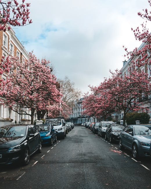 A quiet residential street in West Kensington lined with parked cars on both sides, including compact hatchbacks, sedans, and small SUVs, all neatly positioned within designated parking bays. The left side of the street features a row of terraced Victorian-style houses with white facades, sash windows, and decorative cornices, while the right side shows similar residential buildings with slight variations in design. Prominent in the scene are several mature cherry blossom trees with dark, gnarled branches extending horizontally across the street, heavily laden with clusters of light pink flowers that create a soft, colorful canopy overhead. Some petals have fallen onto the asphalt, scattered near the curb edges. The overcast sky is partly cloudy with patches of blue visible, casting diffuse natural light that highlights the vibrant blossoms and the textures of the vehicles and building facades. This scene subtly illustrates typical urban street parking conditions and the seasonal bloom of flowering trees, which can be associated with private or alternative waste handling scenarios in residential areas, such as on-site clearance or independent rubbish removal services, as offered by local providers like rubbishremovalwestkensington.org.uk.