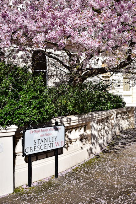 A street scene featuring a large cherry blossom tree in full bloom with numerous light pink flowers covering its branches. The tree is situated behind a low, cream-colored stone wall that runs along the sidewalk. In front of the wall, there are dense, dark green bushes with small leaves, contrasting with the pink blossoms. A street sign mounted on black metal supports is visible in the foreground, indicating the location as Stanley Crescent, W11, with additional text referencing the Royal Borough of Kensington and Chelsea. Sunlight casts shadows of the tree's branches and leaves onto the wall and sidewalk, where fallen cherry blossoms create a delicate pink carpet. The background shows part of a white building with architectural details, partially obscured by the foliage. The scene captures a tranquil, residential part of West Kensington, exemplifying the area's characteristic garden and street planting schemes and providing a quiet setting for private rubbish collection efforts related to the local area.